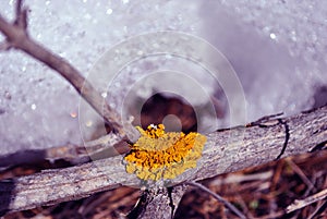 Tree branch with bright yellow moss, on background of dry grass covered with melting snow, texture close up detail