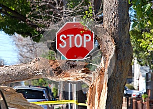 Tree branch broken from trunk, stop sign just past. Wind damage