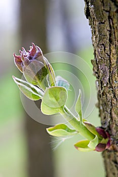 Tree branch with bud