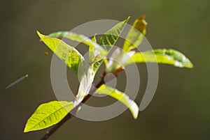 Tree branch bud, small green leaves macro