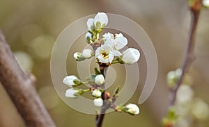 A tree branch with buds and blooming white flowers. Cherry, apricot, apple, pear, plum or sakura blossoms. Close-up on a blurry