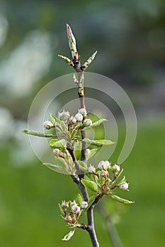 A tree branch with buds and blooming white flowers. Cherry, apricot, apple, pear, plum or sakura blossoms. Close-up on a blurry