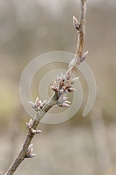 Tree Branch with Buds in Early Spring