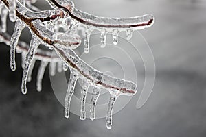 Tree Branch With Buds Encased in Ice - Icicles