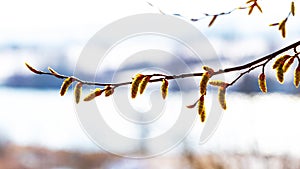 Tree branch with buds on a light background