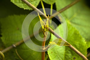 Tree branch bum macro and close-up. Nature backgrounds. Colorful photo