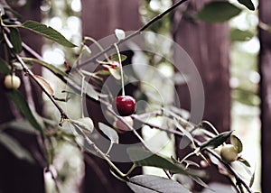 tree branch cherries sunlight outdoor garden sweet berries