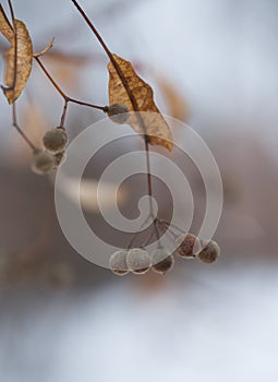 tree branch close-up macro bokeh background outdoor winter