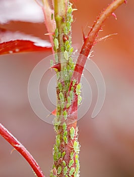 A tree branch is covered in green bugs
