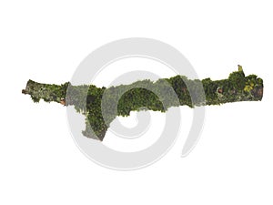 Tree branch covered with green moss isolated on white background