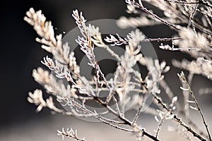 Tree branch covered with hoarfrost