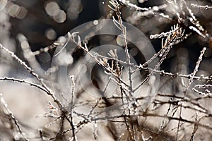 Tree branch covered with hoarfrost