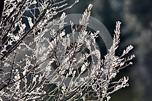 Tree branch covered with hoarfrost
