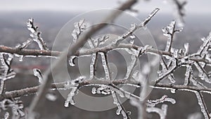 Tree branch covered with ice