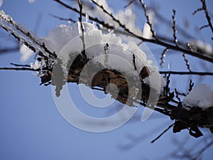 Tree branch covered with ice and snow, with bokeh in the background