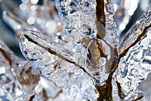 Tree Branch Covered in Ice
