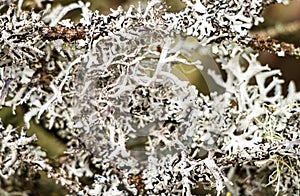 A tree branch covered with leafy foliose lichens and shrubby fruticose lichens