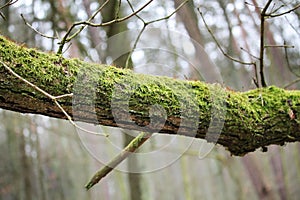 Tree branch covered with moss