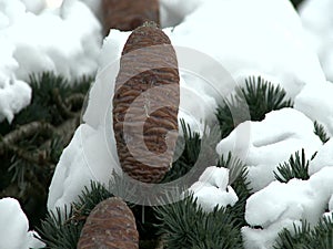 Tree branch covered with snow