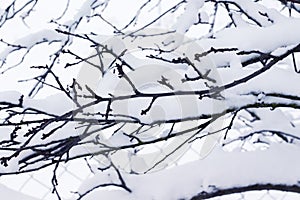 Tree branch covered with snow cap. Winter came_