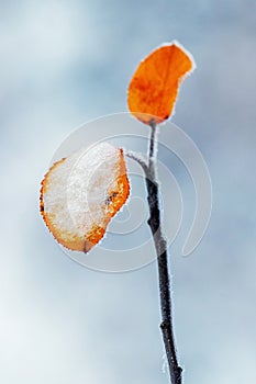 A tree branch with covered snow and frost  leaves on a blurred background