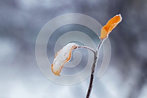 A tree branch with covered snow and frost  leaves on a blurred background