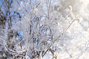 Tree branch covered with snow and frost in the winter forest