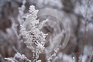 Tree branches covered in snow on winter. Frozen plant with cold winter background