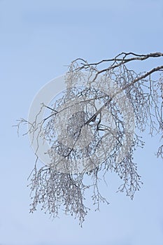 A tree branch covered in snow in winter. Frozen tree branches and leaves against white snowy background. frosty branches