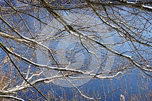 Tree branch covered with snow in winter, water on second plan