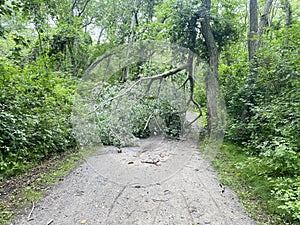 Tree branch covering dirt hiking path in the woods after a storm