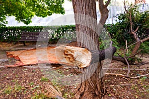 Tree branch cut and fallen to the ground by the gale in a storm in a city park