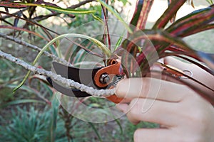 Tree branch cutting using scissors