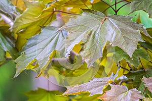 Tree branch with dark red leaves, Acer platanoides, the Norway maple Crimson King. Red Maple acutifoliate Crimson King, young