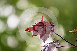 Tree branch with dark red leaves, Acer platanoides, the Norway maple Crimson King. Red Maple acutifoliate Crimson King, young