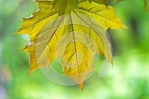 Tree branch with dark red leaves, Acer platanoides, the Norway maple Crimson King. Red Maple acutifoliate Crimson King, young