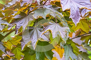 Tree branch with dark red leaves, Acer platanoides, the Norway maple Crimson King. Red Maple acutifoliate Crimson King, young