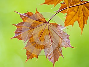 Tree branch with dark red leaves, Acer platanoides, the Norway maple Crimson King. Red Maple acutifoliate Crimson King, young