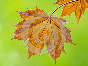 Tree branch with dark red leaves, Acer platanoides, the Norway maple Crimson King. Red Maple acutifoliate Crimson King, young