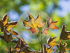 Tree branch with dark red leaves, Acer platanoides, the Norway maple Crimson King. Red Maple acutifoliate Crimson King, young