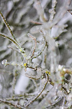 Tree branch after a deep freeze