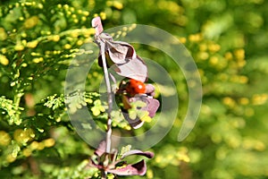 Tree branch detail and flowers with a ladybird on sunligh