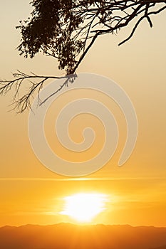 Tree branch with dramatic clouds on the sunset or evening time.