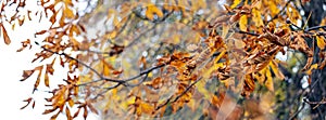 Tree branch with dry autumn leaves, panorama