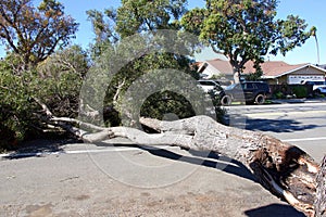 Tree branch fallen from tree blocking roadway, wind damage