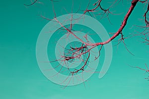 Tree branch with fallen leaves on a colorful background