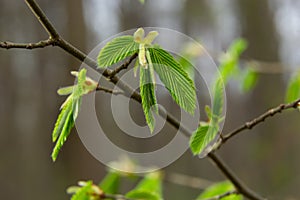 A tree branch with first leaves at spring. Carpinus orientalis.