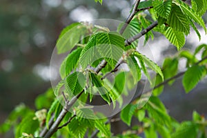 A tree branch with first leaves at spring. Carpinus orientalis.