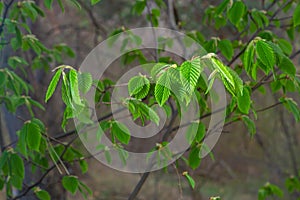 A tree branch with first leaves at spring. Carpinus orientalis.