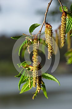 A tree branch with first leaves at spring. Carpinus orientalis.